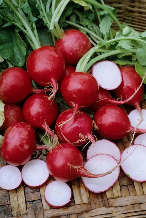 Champion' Radish Seeds - annual vegetable - Caribbeangardenseed