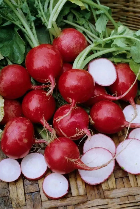 Champion' Radish Seeds - annual vegetable - Caribbean garden seed