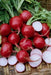 Champion' Radish Seeds - annual vegetable - Caribbean garden seed
