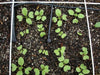 Champion' Radish Seeds - annual vegetable - Caribbean garden seed