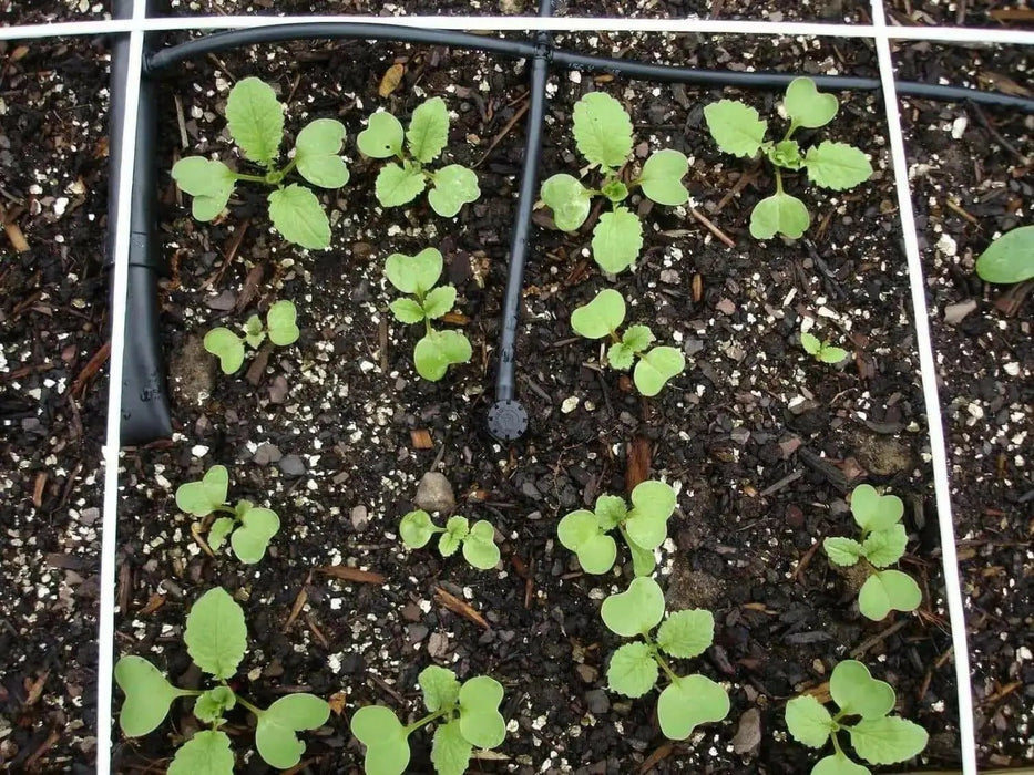 Champion' Radish Seeds - annual vegetable - Caribbean garden seed