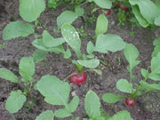 Champion' Radish Seeds - annual vegetable - Caribbean garden seed