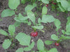 Champion' Radish Seeds - annual vegetable - Caribbean garden seed