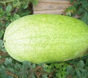 Charleston-Grey, Watermelon Seeds, VINE - Caribbean garden seed