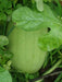 Charleston-Grey, Watermelon Seeds, VINE - Caribbean garden seed
