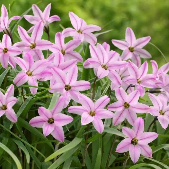 Ipheion "Charlotte Bishop'', FALL PLANTING bulbs - Caribbeangardenseed