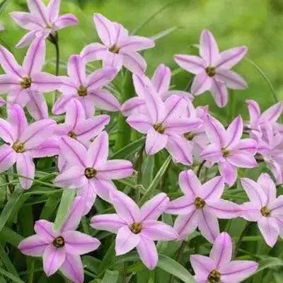 CHARLOTTE BISHOP SPRING STARFLOWER bulbs - Caribbean garden seed