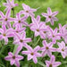 CHARLOTTE BISHOP SPRING STARFLOWER bulbs - Caribbean garden seed