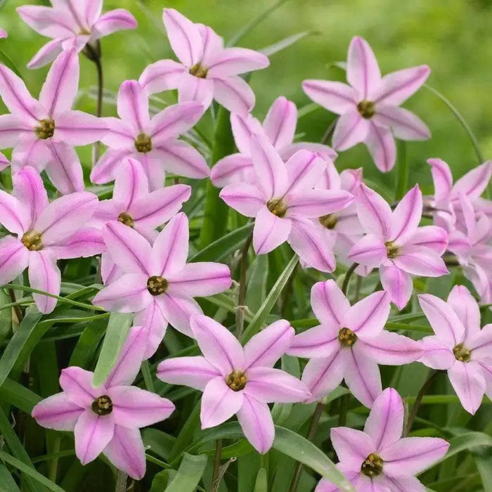 CHARLOTTE BISHOP SPRING STARFLOWER bulbs - Caribbean garden seed