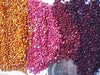 Chenopodium quinoa plant Seeds- Rainbow -Hot pink Red,Orange,Yellow,White,Green, - Caribbean garden seed