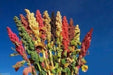 Chenopodium quinoa plant Seeds- Rainbow -Hot pink Red,Orange,Yellow,White,Green, - Caribbean garden seed