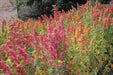 Chenopodium quinoa plant Seeds- Rainbow -Hot pink Red,Orange,Yellow,White,Green, - Caribbean garden seed