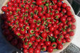 Cherry Bomb , HOT PEPPER SEEDS ( Capsicum annuum ) Medium heat - Caribbeangardenseed