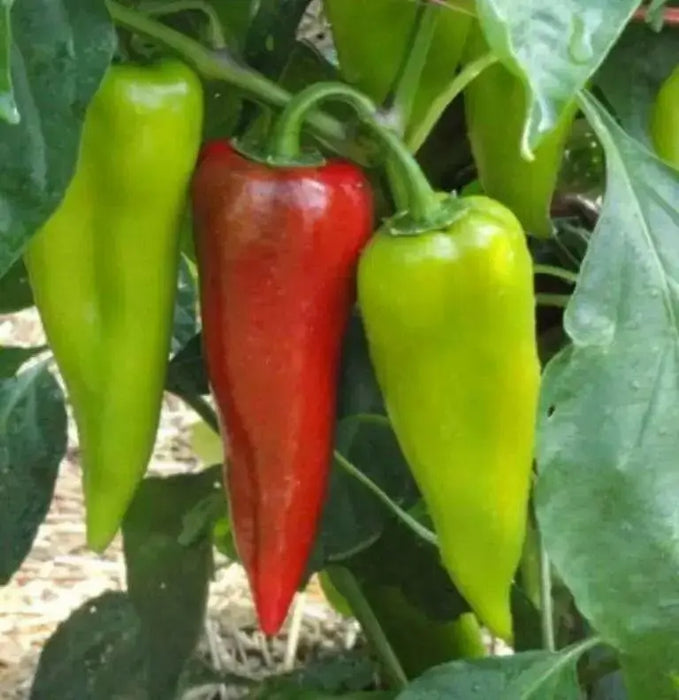 Chervena Chushka ,Sweet Pepper SEEDS (Capsicum annuum) - Caribbean garden seed