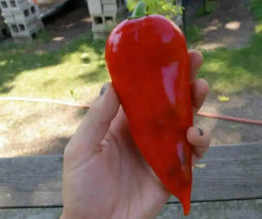 Chervena Chushka ,Sweet Pepper SEEDS (Capsicum annuum) - Caribbean garden seed