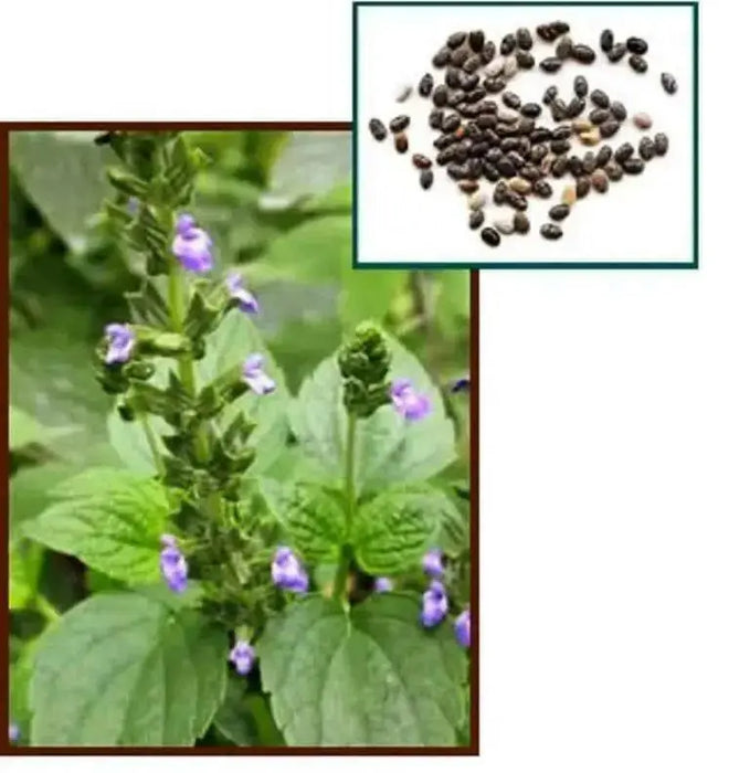 Chia Plant Seeds, An Ancient Superfood (Salvia hispanica) Organic, Untreated Seeds,Grow Your Own  Chia ! - Caribbean garden seed