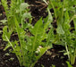 Chicory  seeds , Dandelion,HARDY  VEGETABLE - Caribbean garden seed