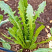 Chicory  seeds , Dandelion,HARDY  VEGETABLE - Caribbean garden seed