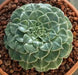 Chihuahua Flower Seeds - SUCCULENT (Tacitus bellus ) - Hardy Perennial Great pot plant! - Caribbean garden seed