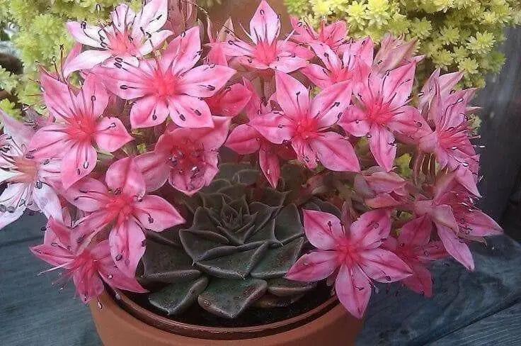 Chihuahua Flower Seeds - SUCCULENT (Tacitus bellus ) - Hardy Perennial Great pot plant! - Caribbean garden seed