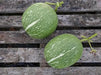 Chilacayote Seeds, Figleaf gourd,Shark Fin squash, ASIAN VEGETABLE - Caribbean garden seed