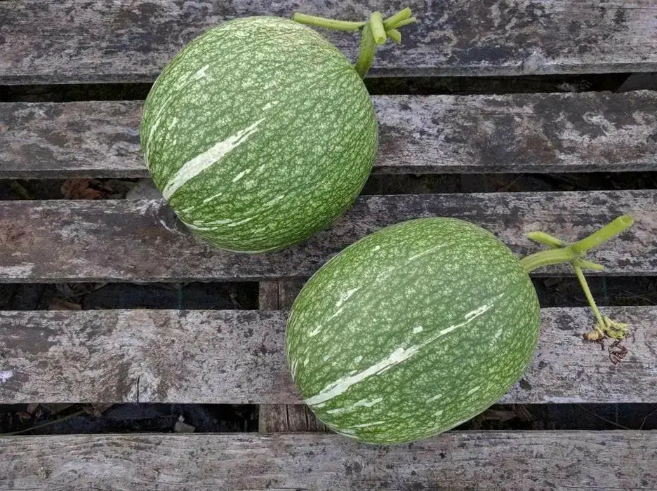 Chilacayote Seeds, Figleaf gourd,Shark Fin squash, ASIAN VEGETABLE - Caribbean garden seed