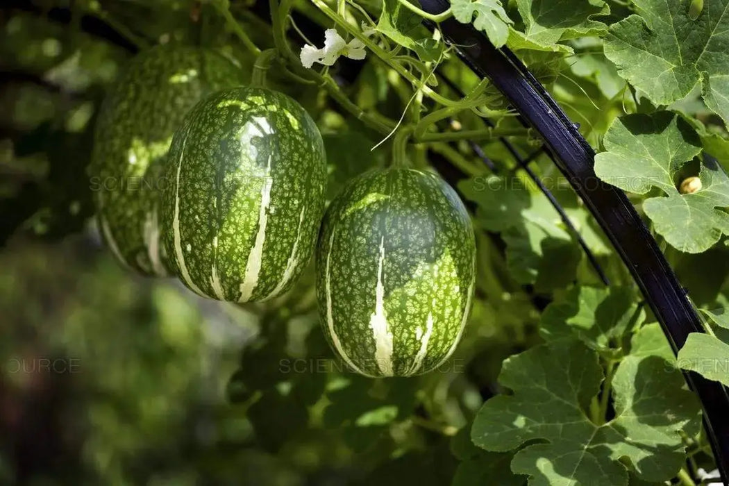 Chilacayote Seeds, Figleaf gourd - Caribbeangardenseed