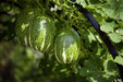 Chilacayote Seeds, Figleaf gourd,Shark Fin squash, ASIAN VEGETABLE - Caribbean garden seed