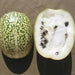Chilacayote Seeds, Figleaf gourd - Caribbeangardenseed