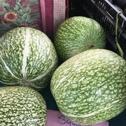 Chilacayote Seeds, Figleaf gourd - Caribbeangardenseed