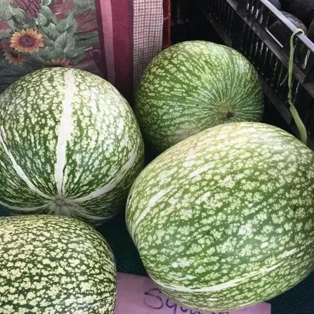 Chilacayote Seeds, Figleaf gourd - Caribbeangardenseed