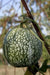 Chilacayote Seeds, Figleaf gourd,Shark Fin squash, ASIAN VEGETABLE - Caribbean garden seed