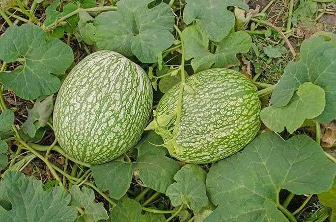 Chilacayote Seeds, Figleaf gourd - Caribbeangardenseed