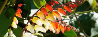 Chilean Glory Vine (Eccremocarpus Scaber Mix) the perfect flowering plant for hummingbirds ! - Caribbeangardenseed