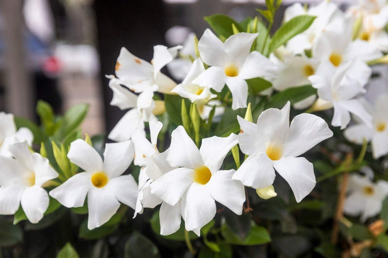 Chilean Jasmine Seeds – Mandevilla laxa - Caribbean garden seed
