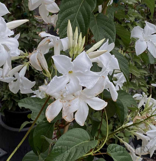 Chilean Jasmine Seeds – Mandevilla laxa - Caribbean garden seed