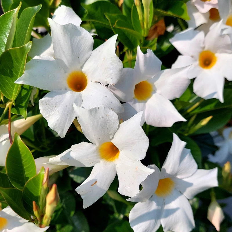 Chilean Jasmine Seeds – Mandevilla laxa - Caribbean garden seed