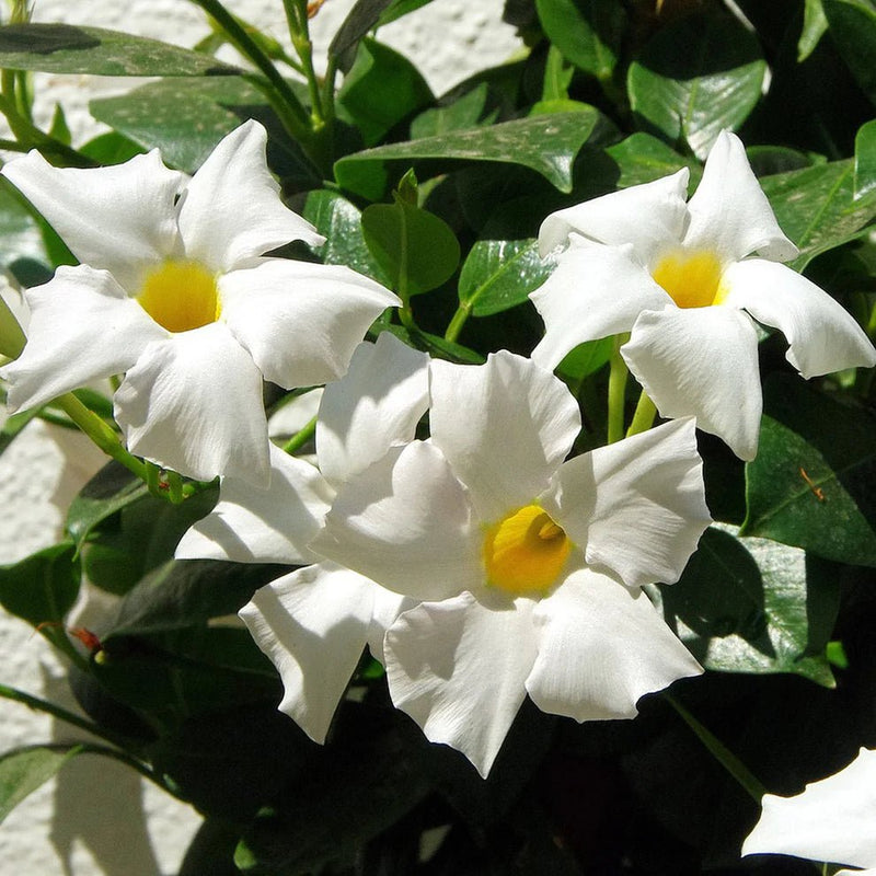 Chilean Jasmine Seeds – Mandevilla laxa - Caribbean garden seed