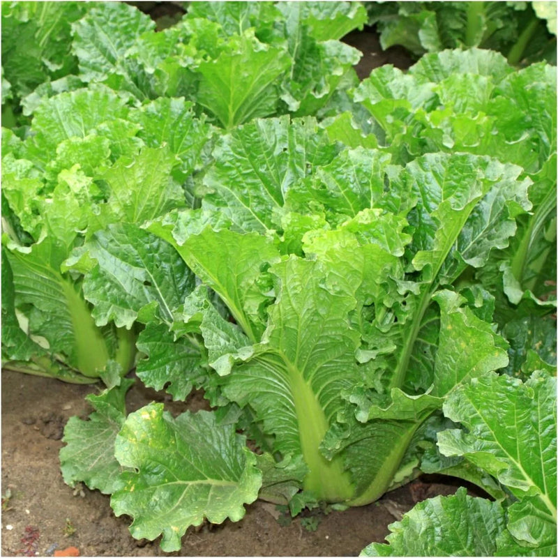 Michihili Chinese Cabbage Live Plants - 5 Plant Pack