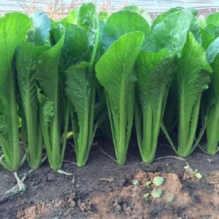 Chinese Cabbage Seeds  - Green Rocket - Hybrid