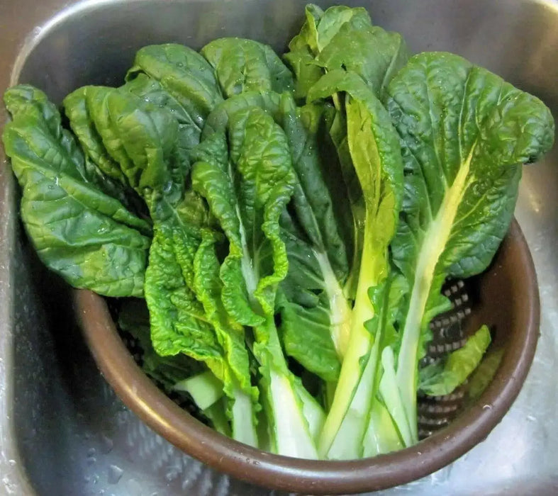 Chinese Cabbage Seeds .Vitaminna, Asian Vegetable - Caribbean garden seed