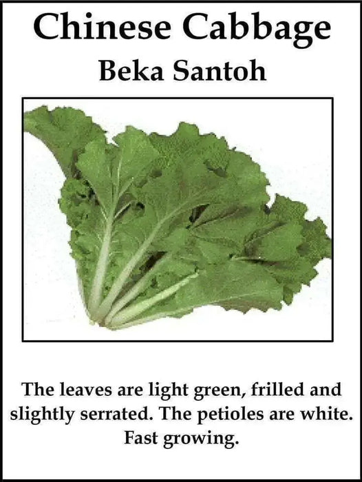 Chinese Cabbage"Beka Santoh" Asian Vegetable, - Caribbean garden seed