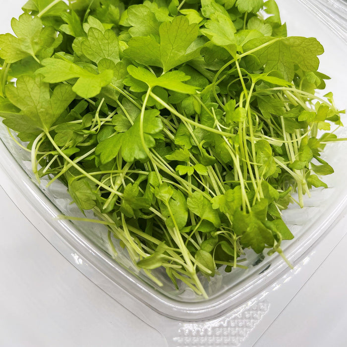 Chinese Celery Seeds -Light Green or Nan Ling Cutting, Asian vegetable