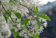 Chinese Fringe Tree Seeds, ornamental shrub - Caribbean garden seed