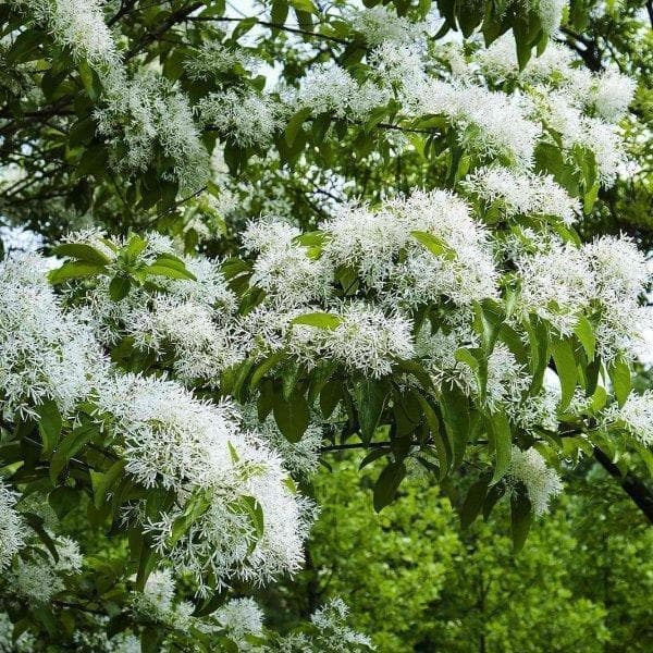 Chinese Fringe Tree Seeds,Chionanthus,ornamental tree - Caribbeangardenseed