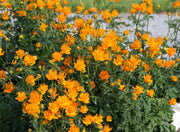 Chinese Globeflower 'Golden Queen' SEEDS - Trollius chinensis - Caribbean garden seed
