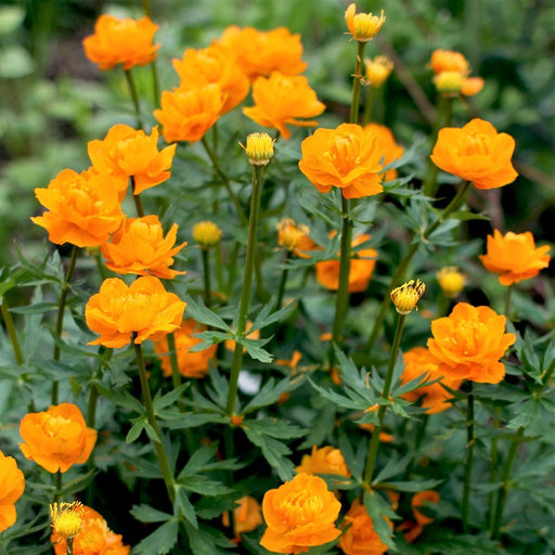 Chinese Globeflower 'Golden Queen' SEEDS - Trollius chinensis - Caribbean garden seed