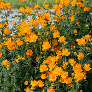 Chinese Globeflower 'Golden Queen' SEEDS - Trollius chinensis - Caribbean garden seed