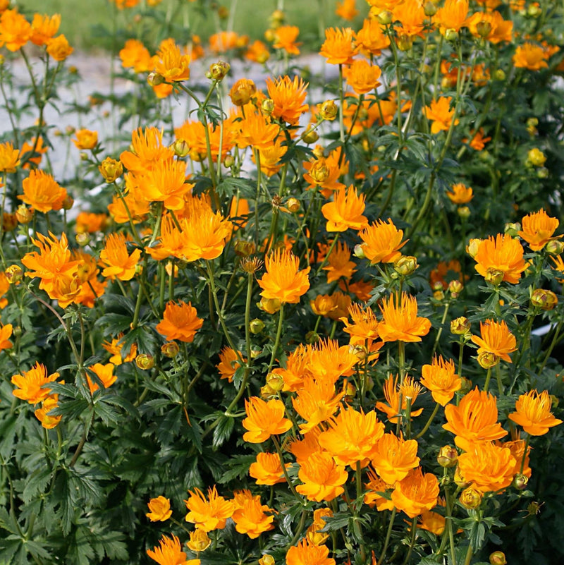 Chinese Globeflower 'Golden Queen' SEEDS - Trollius chinensis - Caribbean garden seed