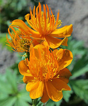 Chinese Globeflower 'Golden Queen' SEEDS - Trollius chinensis - Caribbean garden seed